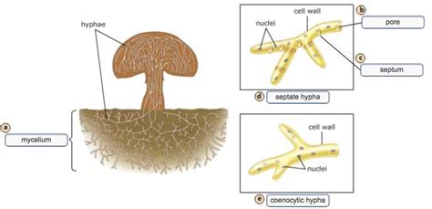 Discover Key Fungi Roles: Nature’s Hidden Ally
