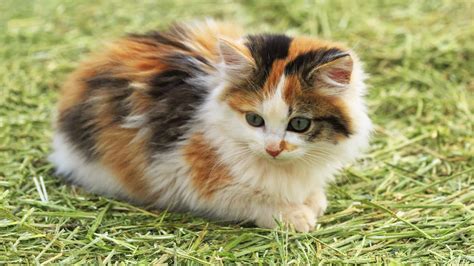 10 Charming Facts About The Calico Cat Petsradar