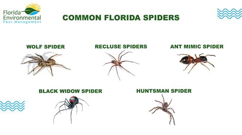 10 Common Florida House Spiders Identification Amp Details 10 Common Florida House Spiders Identification Amp Details