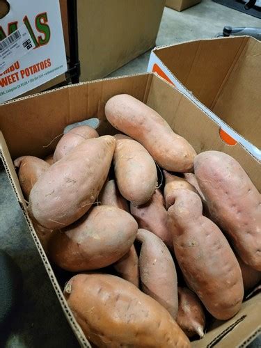 10 Lbs Fresh Jewel Sweet Potatoes Yams Organic Locally California Grown Ebay 10 Lbs Fresh Jewel Sweet Potatoes Yams Organic Locally California Grown Ebay