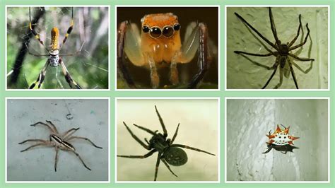 13 Common Spiders In Florida Identification Chart Pictures 13 Common Spiders In Florida Identification Chart Pictures