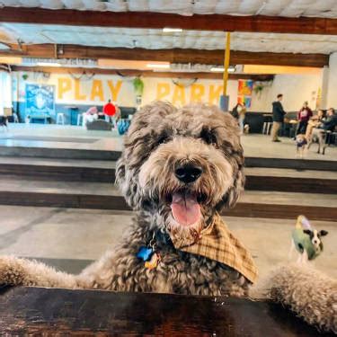 14 Indoor Dog Parks To Help Your Pup Get Through The Long Winter Kinship 14 Indoor Dog Parks To Help Your Pup Get Through The Long Winter Kinship