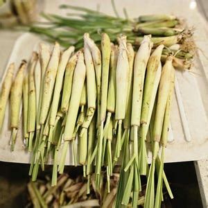 20 Lemongrass Stalks Ready To Plant Mosquito Repellent Citronella Etsy