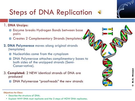 Master 3 Steps of DNA Replication Today