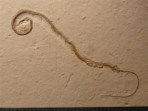 A Fossil Snake With Four Legs National Geographic