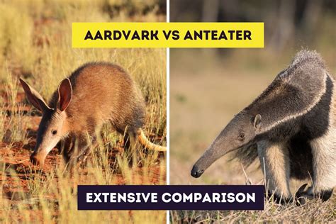 Aardvark vs Anteater: Animal Showdown Secrets