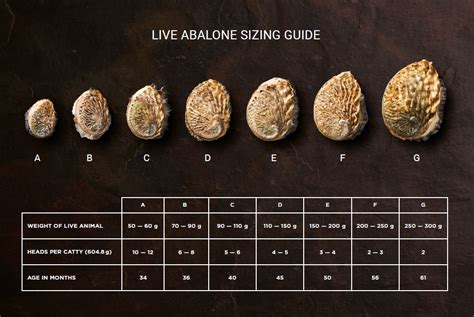 Abalone Price Secrets: What's Worth Paying?