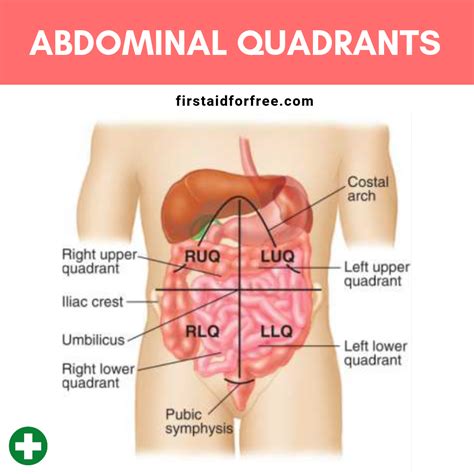 Abdominal Quadrants and Organs: Your Ultimate Guide to Gut Health