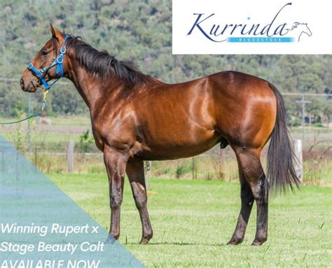 About Our Racehorse Syndications Kurrinda Bloodstock