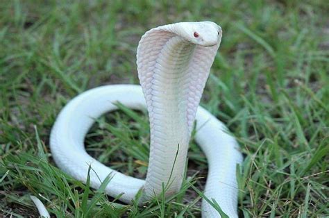 Albino Cobra Bites Dog 1000 Oaks California