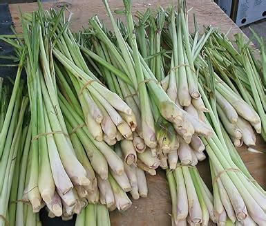 Amazon Com Lemongrass Fresh 12 Stalks From Tastepadthai Free Fresh Kaffir Lime Leaves Grocery Gourmet Food