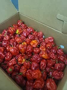 Amazon Com Zozoma Farms Fresh Red Habanero Chili Peppers 3 Lb Hot And Spicy With Vitamin C And Potassium Packed In Butcher Paper Grocery Gourmet Food