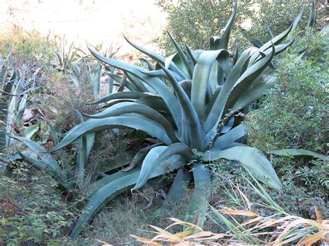 Unlock the Mystery of Americana Agave