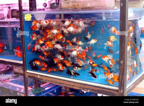 Aquarium Fish Market Goldfish Pet Shop Near Me Fish Market Aquarium Store Nearest Pet Store Near