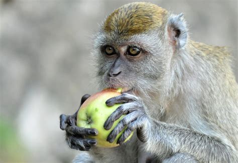 Are Monkeys Omnivores Explained Simply