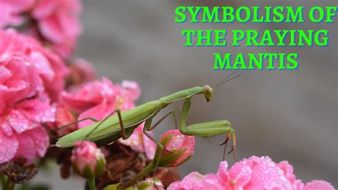 Are praying mantis good luck? Uncover surprising truths