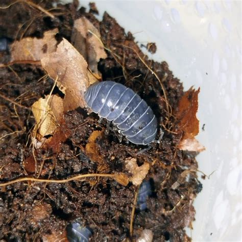Unlock Secrets of Armadillidium Vulgare