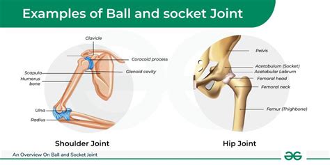 Ball and Socket Joint: Discover Secrets Today!
