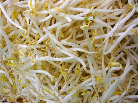 Bean Sprouts