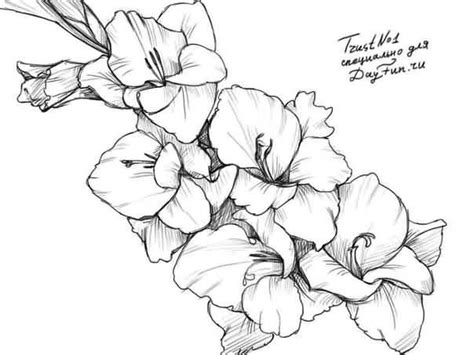 Beautiful Nice Gladiolus Flowers Tattoo Stencil Gladiolus Flower Beautiful Nice Gladiolus Flowers Tattoo Stencil Gladiolus Flower