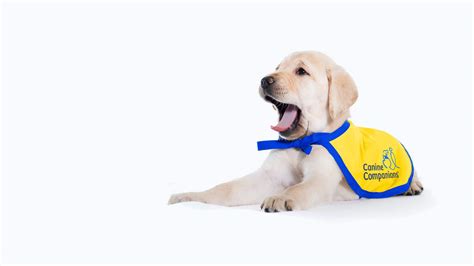 Become A Volunteer Puppy Raiser Canine Companions