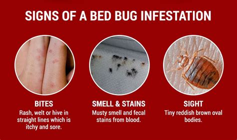 Bed Bug Infestation Signs Bed Bug Infestation Signs