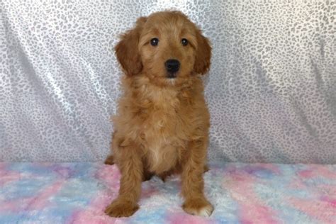 Best Hawaiian Paradise Park Hawaii Designer Mini Goldendoodle Puppies Best Hawaiian Paradise Park Hawaii Designer Mini Goldendoodle Puppies