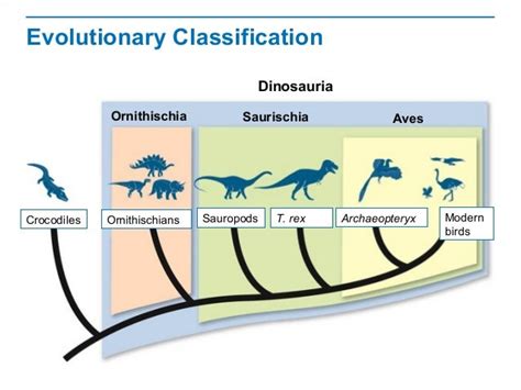 Biology's Evolutionary Classification Definition: Discover Now