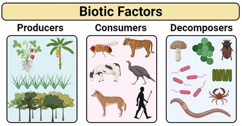 Discover Compelling Biotic Factors Examples: Nature's Living Dynamics Unveiled