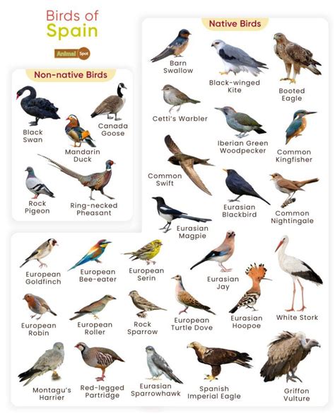 Discover Birds in Spanish: Learn Their Names Today!