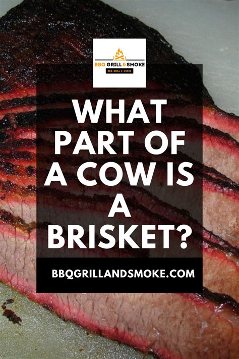 Brisket On Cow Map At Luke Roderic Blog