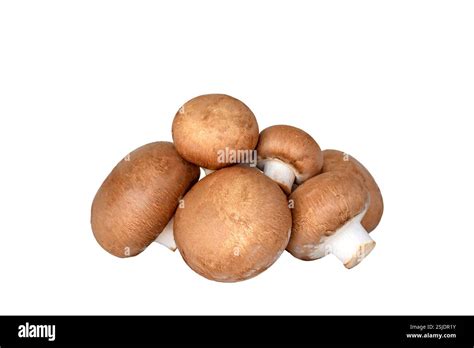 Brown Cremini Mushrooms Stock Photo Alamy Brown Cremini Mushrooms Stock Photo Alamy