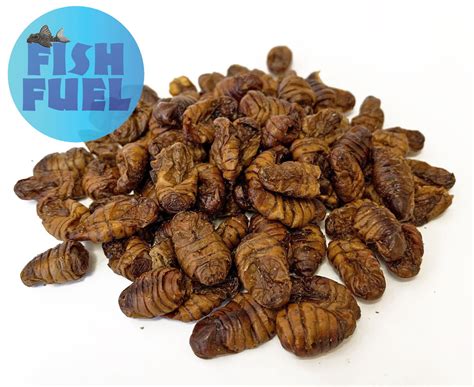 Bulk Silkworm Pupae The Fish Food Warehouse Bulk Silkworm Pupae The Fish Food Warehouse