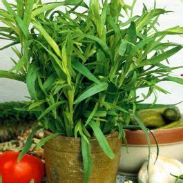 Buy Tarragon Affordable Gardens4you Co Uk