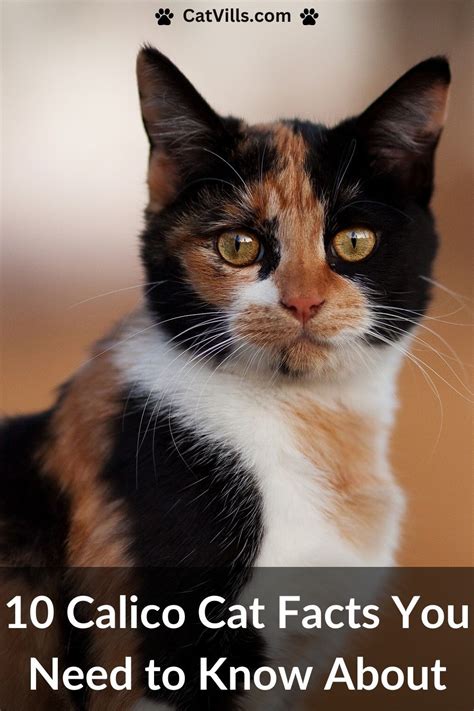 Calico Cat Facts To Know Calico Cat Facts To Know