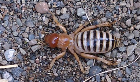 Spot the Rare California Potato Bug First!