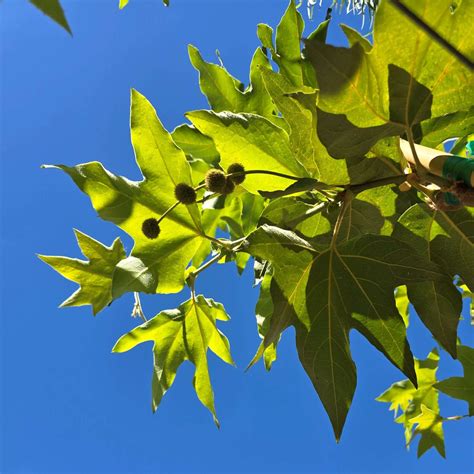 Discover California Sycamore's Unique Beauty and Uses