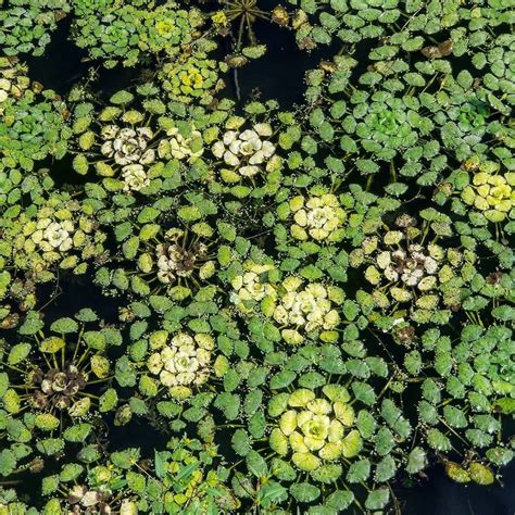 Caltrop Plant: Ancient Defense Mechanism Unveiled