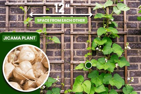 Can You Grow Jicama From A Tuber Can You Grow Jicama From A Tuber