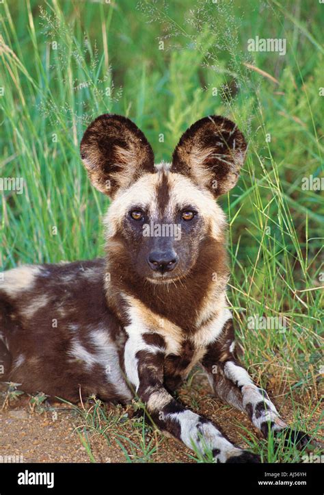The Cape Hunting Dog: Discover This Unique Breed's Charm