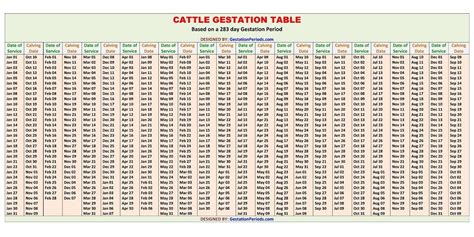 Cattle Gestation Period: Nine Months, Similar To Humans