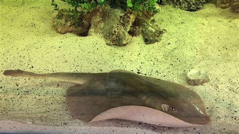 Charlotte The Pregnant Stingray Has Died North Carolina Aquarium Says Fox News