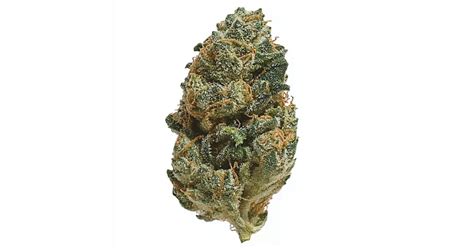 Cherry Bomb Cannabis Strain Products Growdiaries Cherry Bomb Cannabis Strain Products Growdiaries