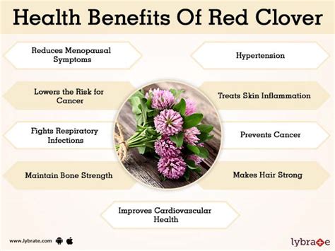 Clover Health Benefits