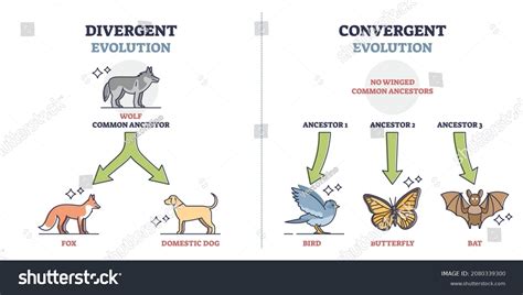 Convergent vs Divergent Evolution: Key Differences Explained