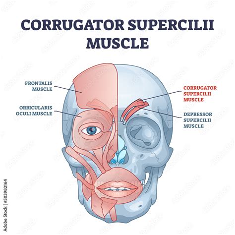 Unlock Corrugator Supercilii Muscle Secrets