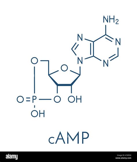 Cyclic Adenosine Monophosphate Wikipedia