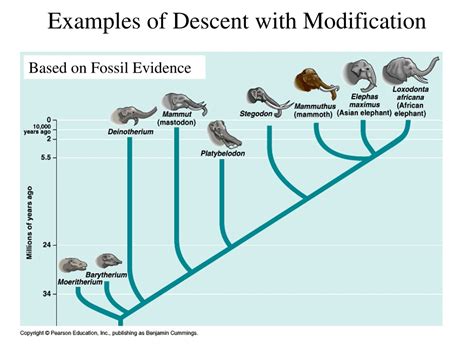 Descent by Modification: Unraveling Evolution's Secrets