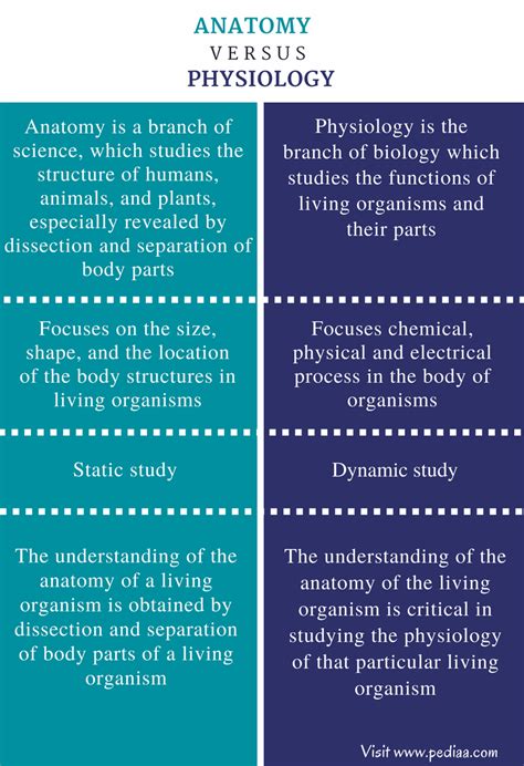 Anatomy vs. Physiology: Key Differences Unveiled