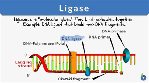 Unraveling DNA Ligase Function: The Underlying Mechanism of DNA Repair